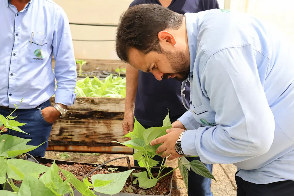 Avaliação de mudas em bandejas na casa de vegetação da Juma-Agro