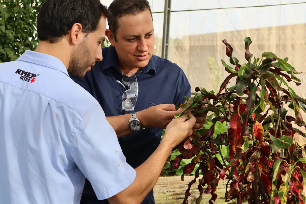 Técnico da Juma-Agro e produtor avaliando planta em ensaio